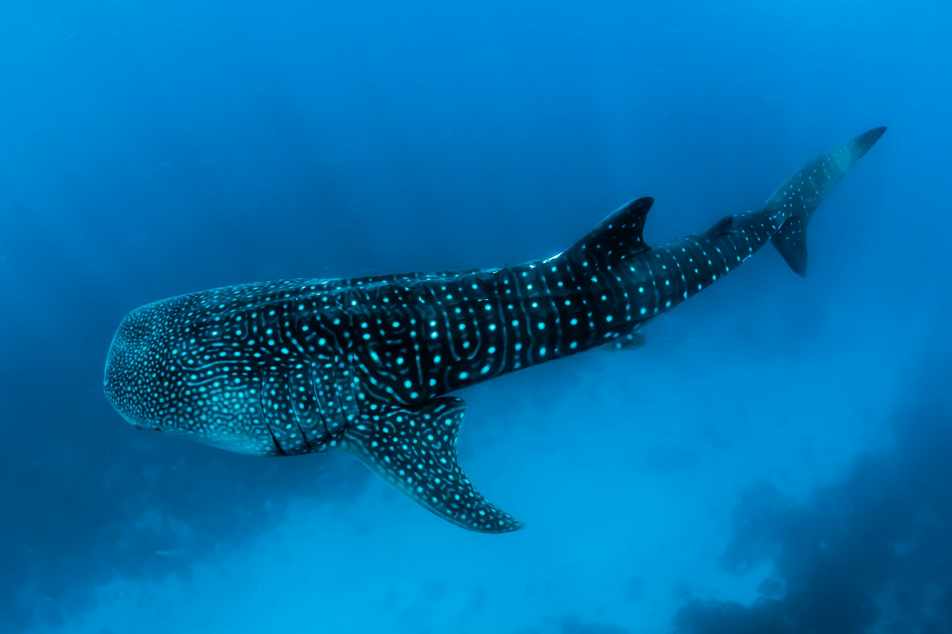 Whale Shark Site